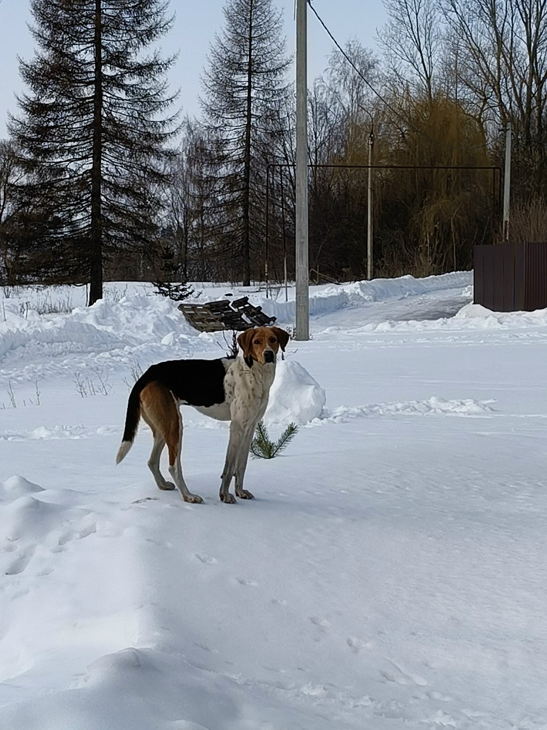 Найдена собака в Орле — фото объявления
