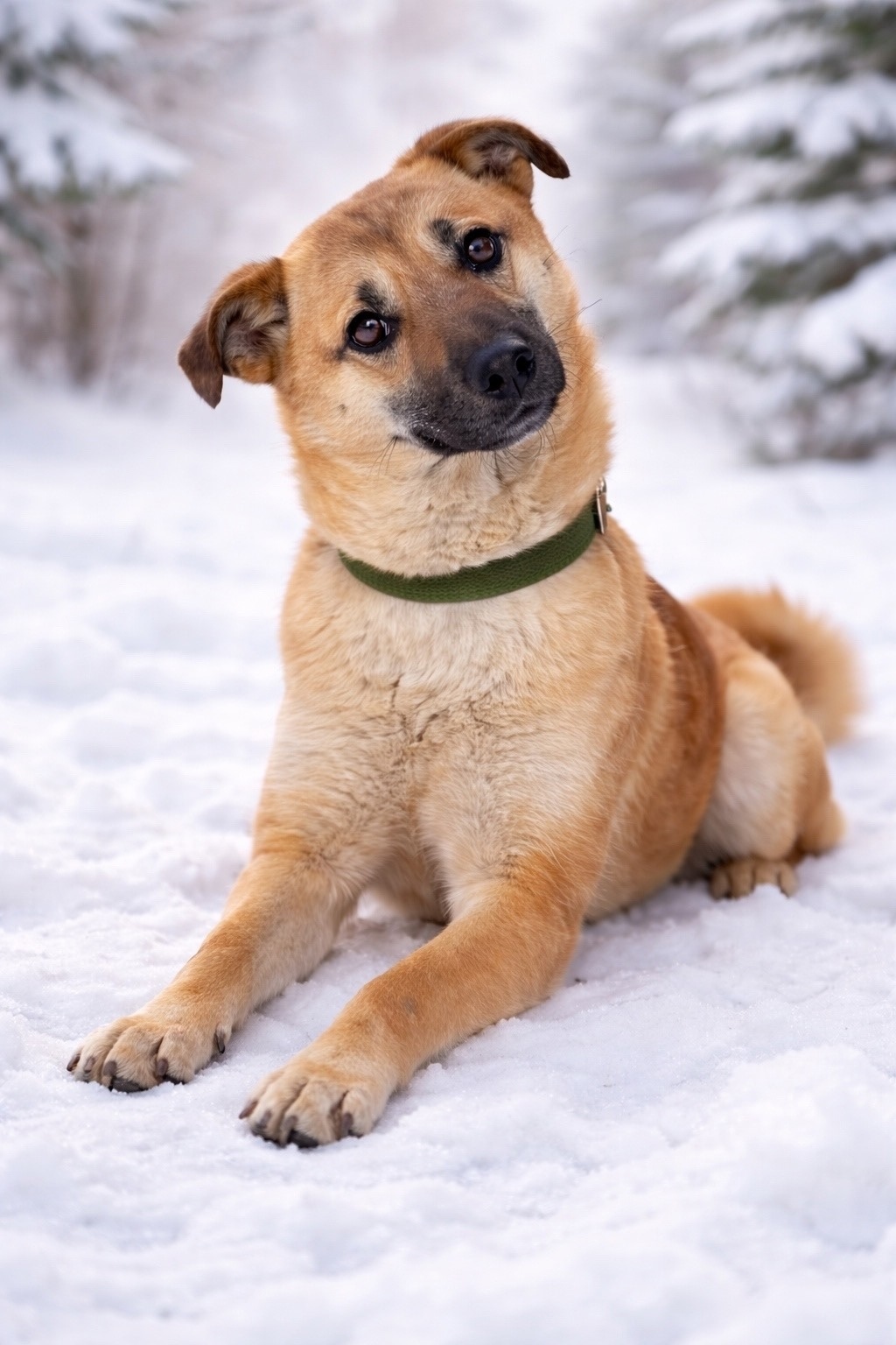 Найдена собака в Орле — фото объявления