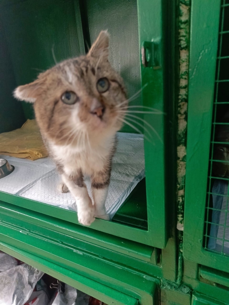 Найдена собака в Орле — фото объявления