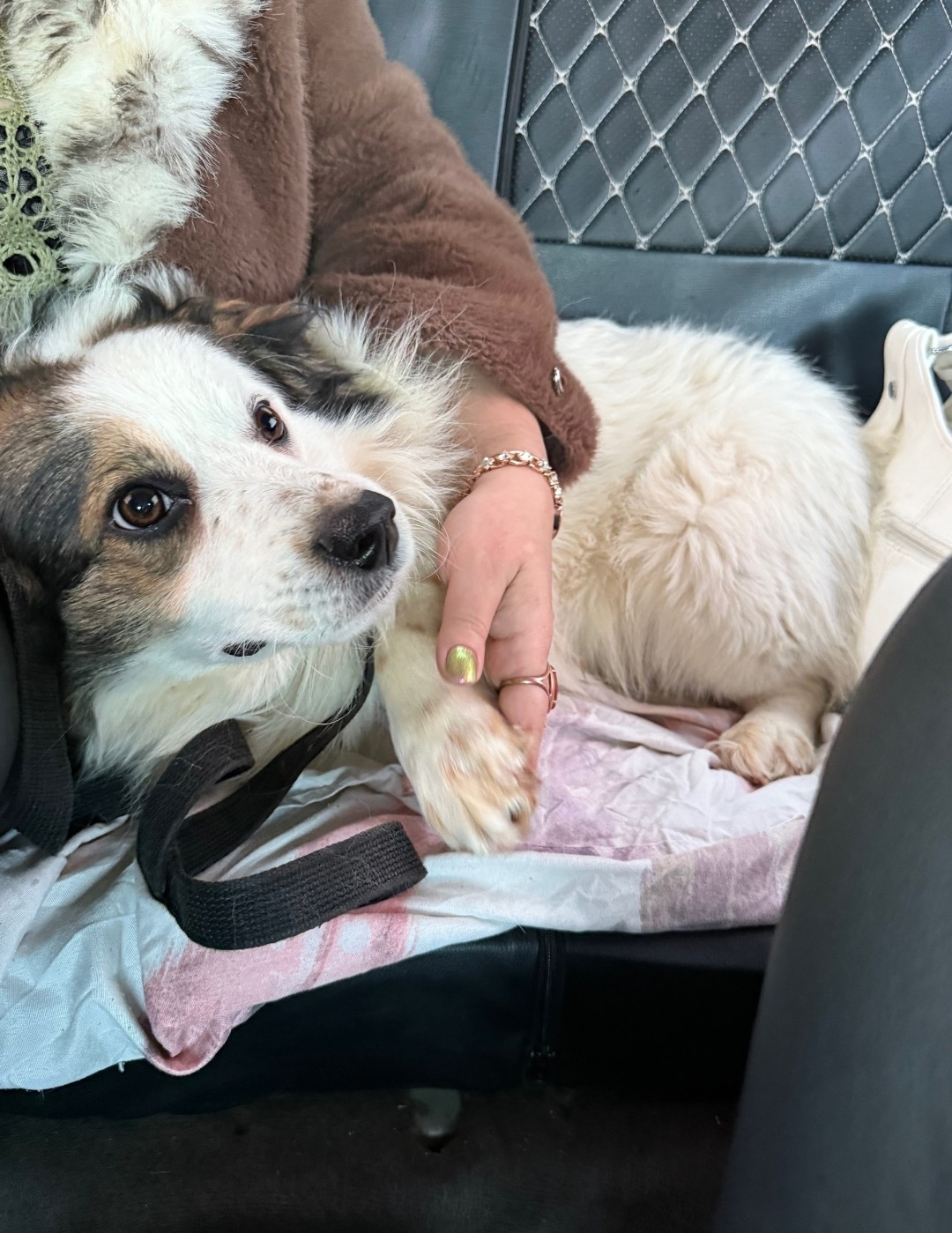 Найдена собака в Орле — фото объявления