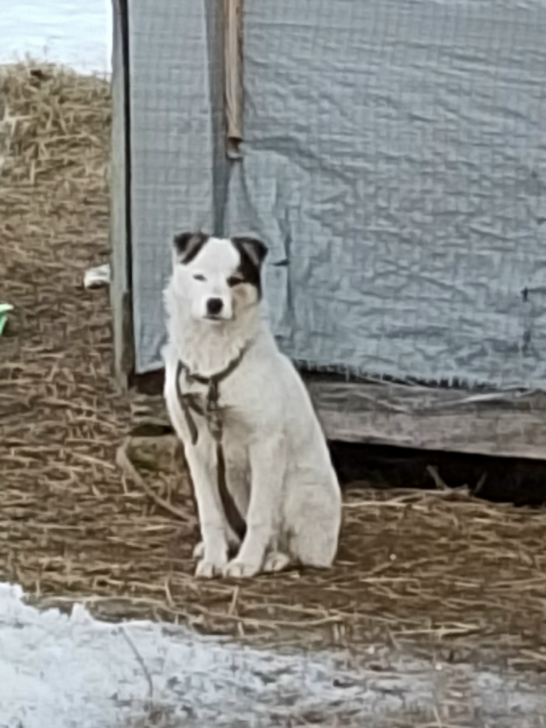 Найдена собака в Орле — фото объявления