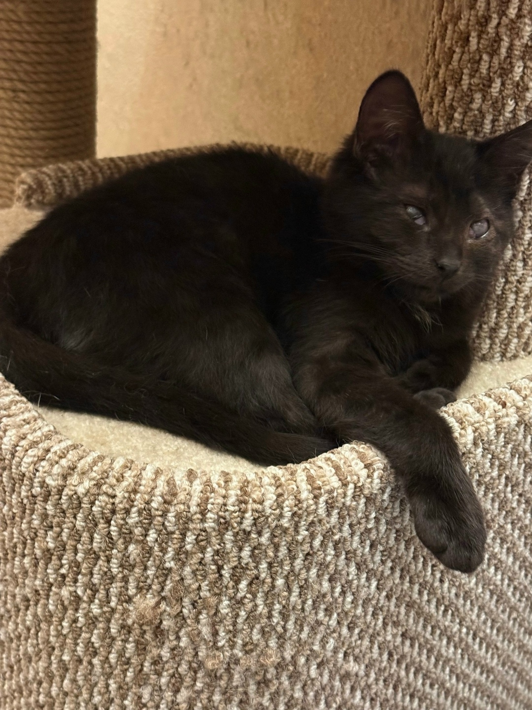 Найдена собака в Орле — фото объявления