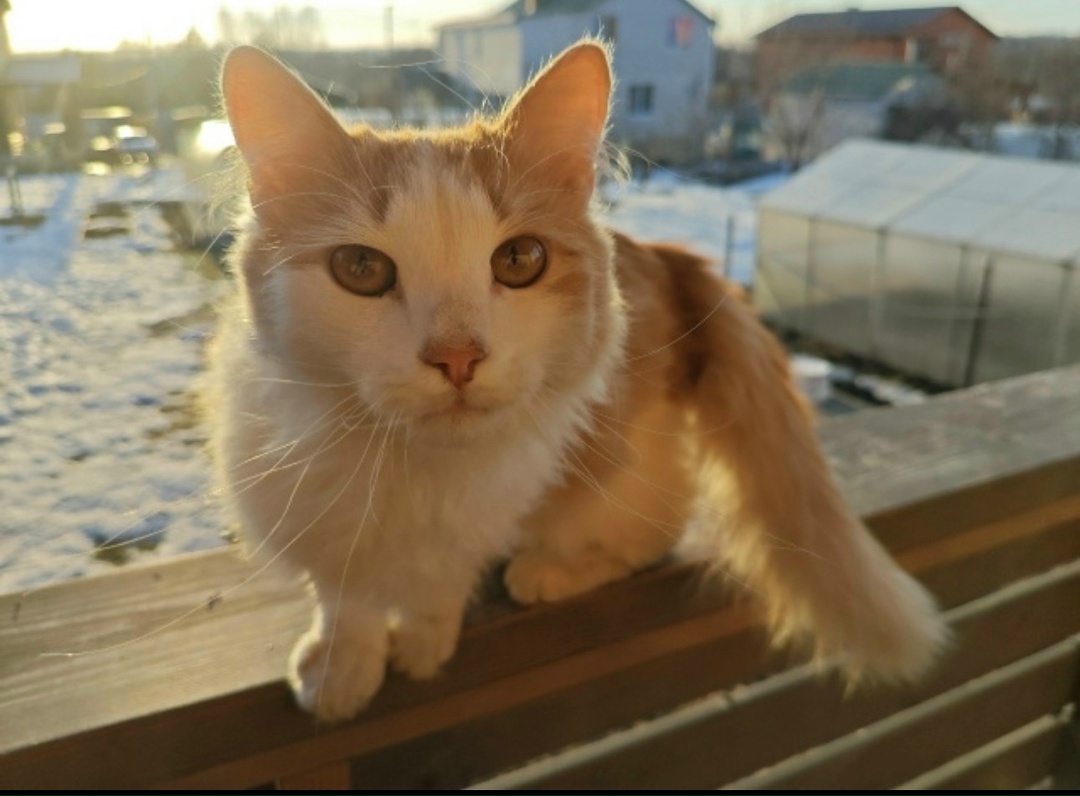 Найдена собака в Орле — фото объявления