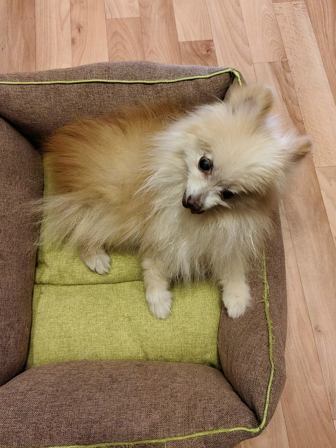 Найдена собака в Орле — фото объявления