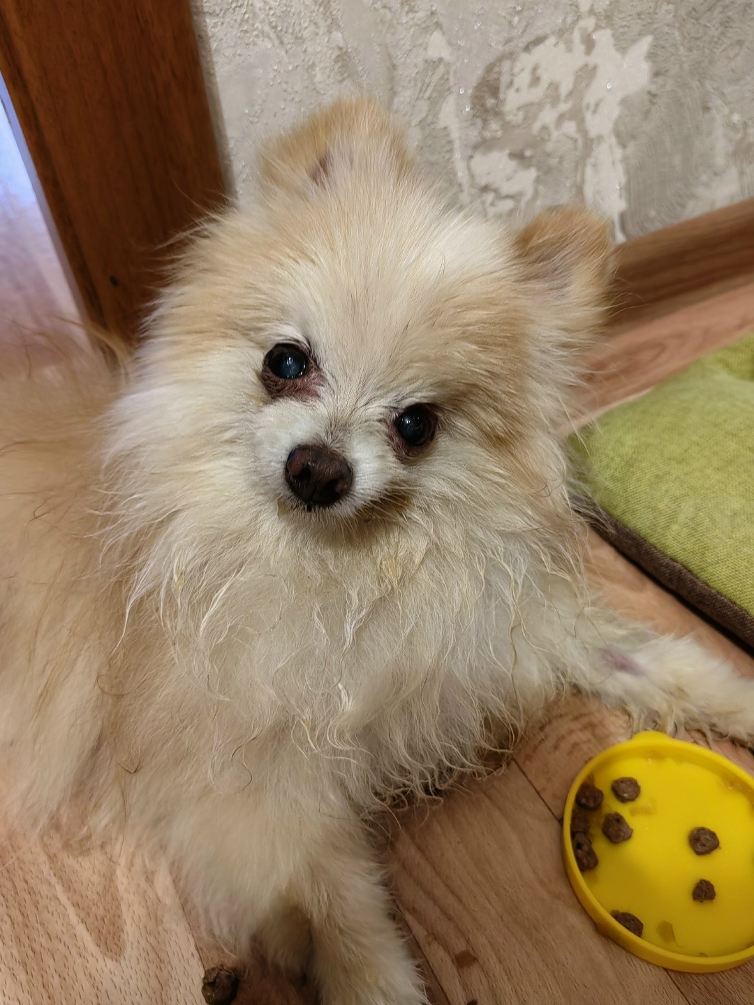 Найдена собака в Орле — фото объявления