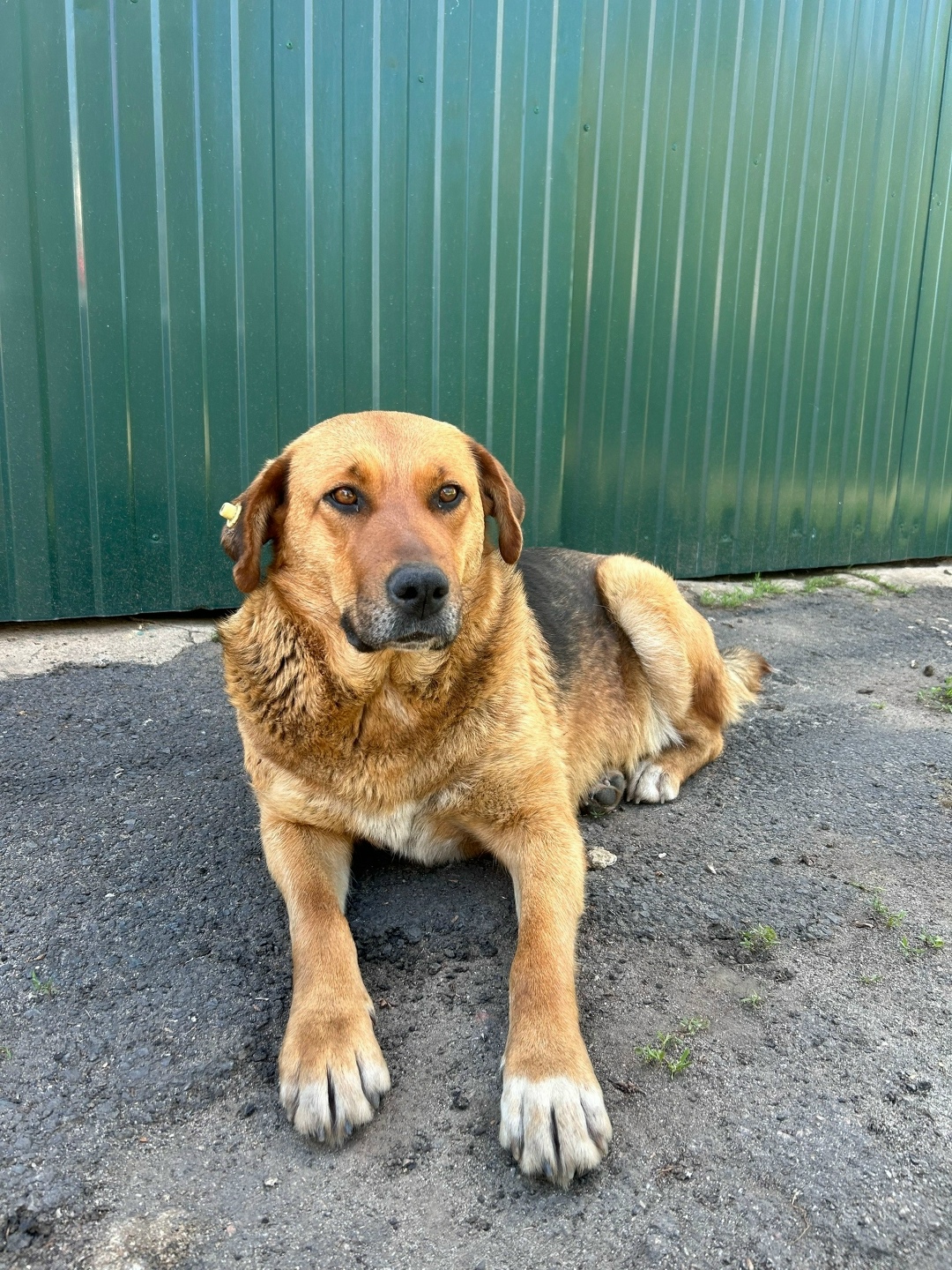 Пропала собака в Орле — фото объявления