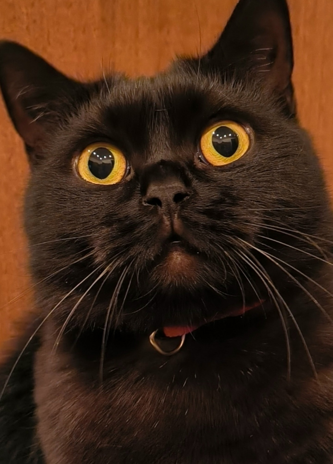 Пропала кошка в Орле — фото объявления