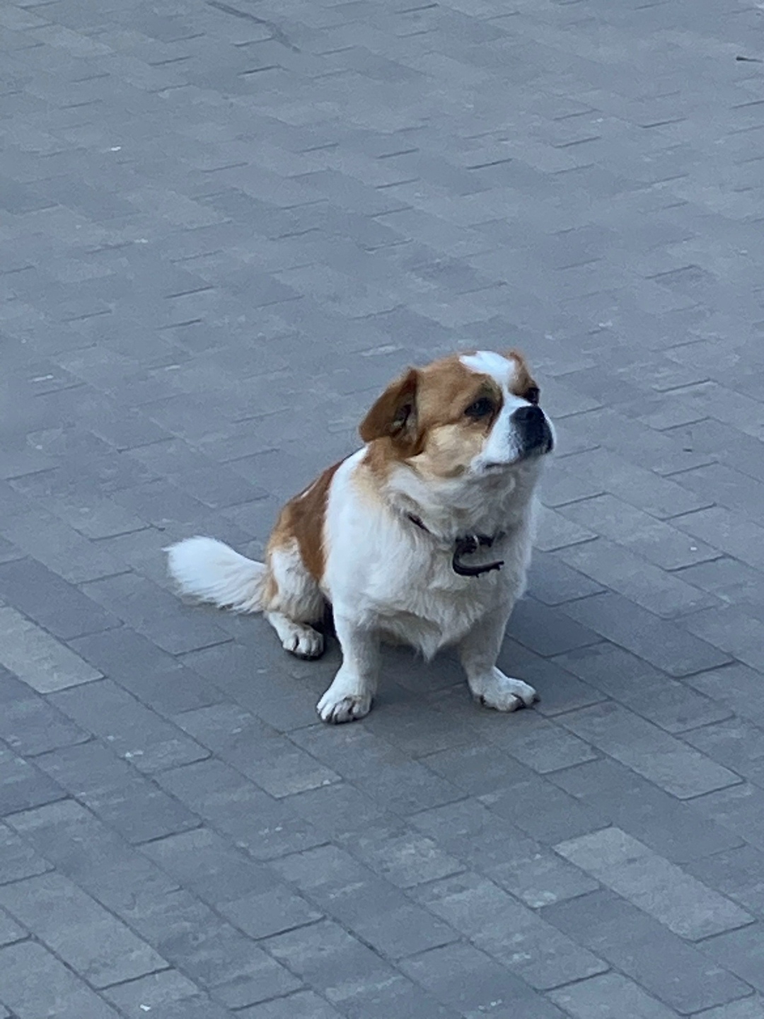 Пропала собака в Орле — фото объявления