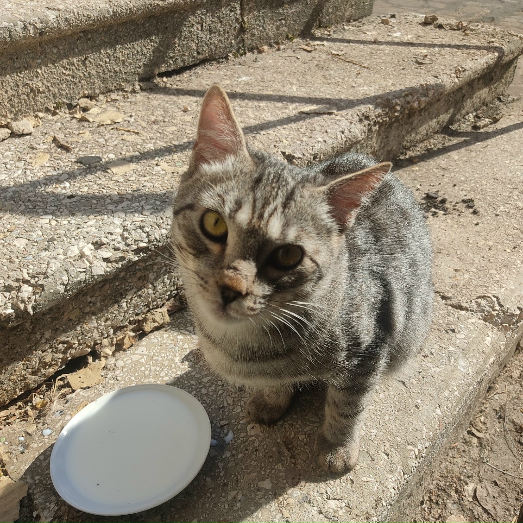 Найдена кошка в Орле — фото объявления