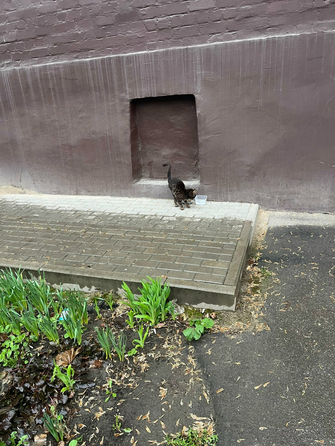 Пропала кошка в Орле — фото объявления