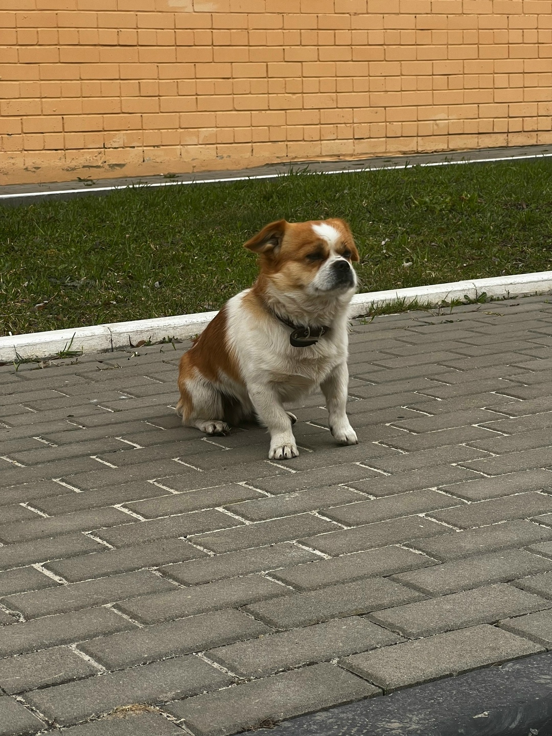 Пропала собака в Орле — фото объявления