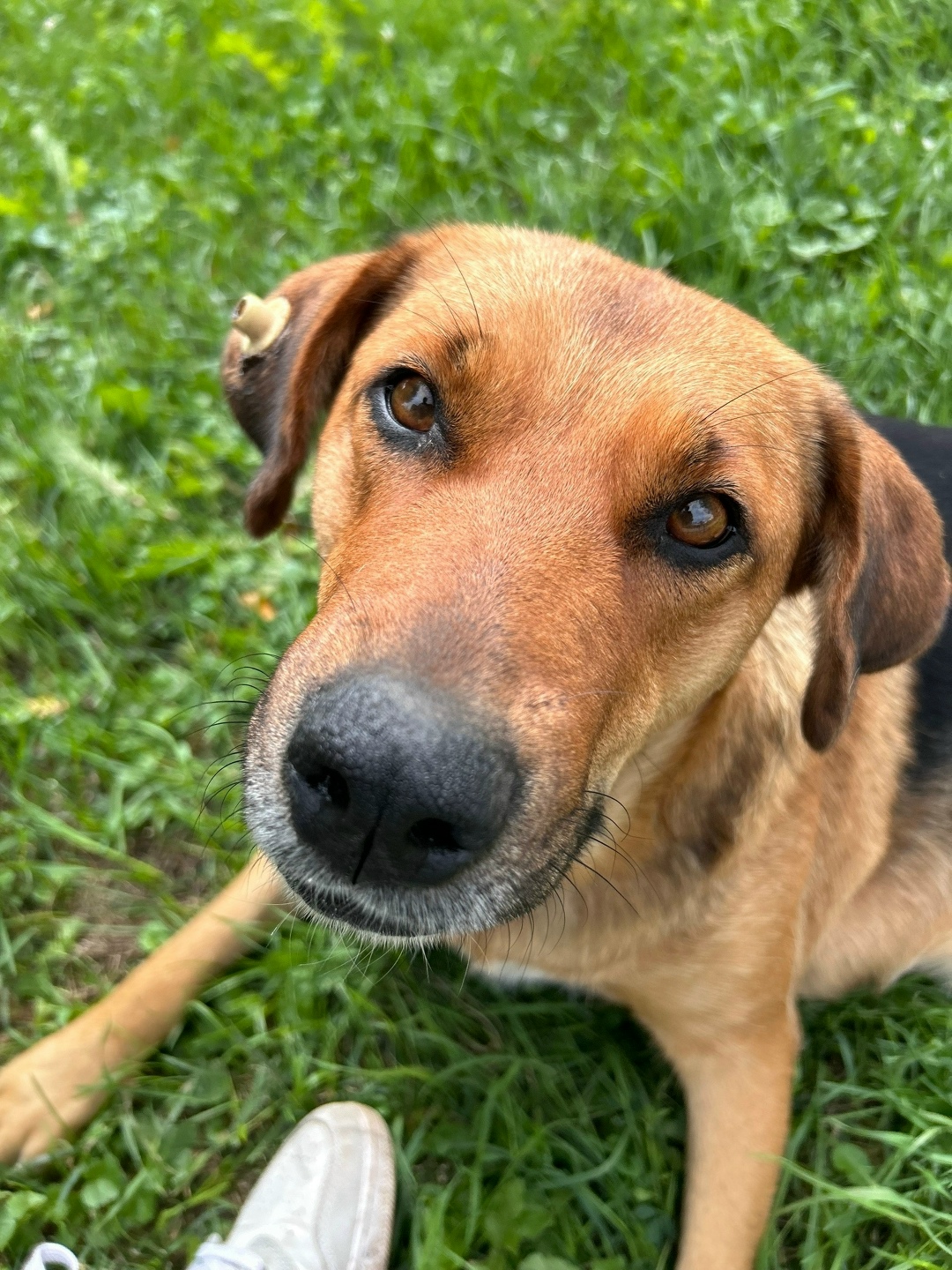 Пропала собака в Орле — фото объявления