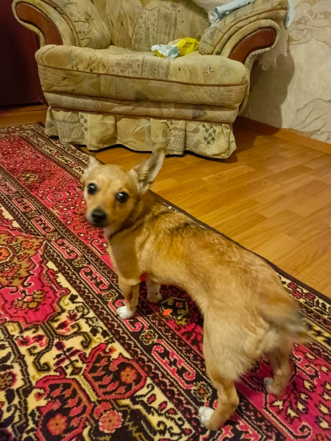 Пропала собака в Орле — фото объявления