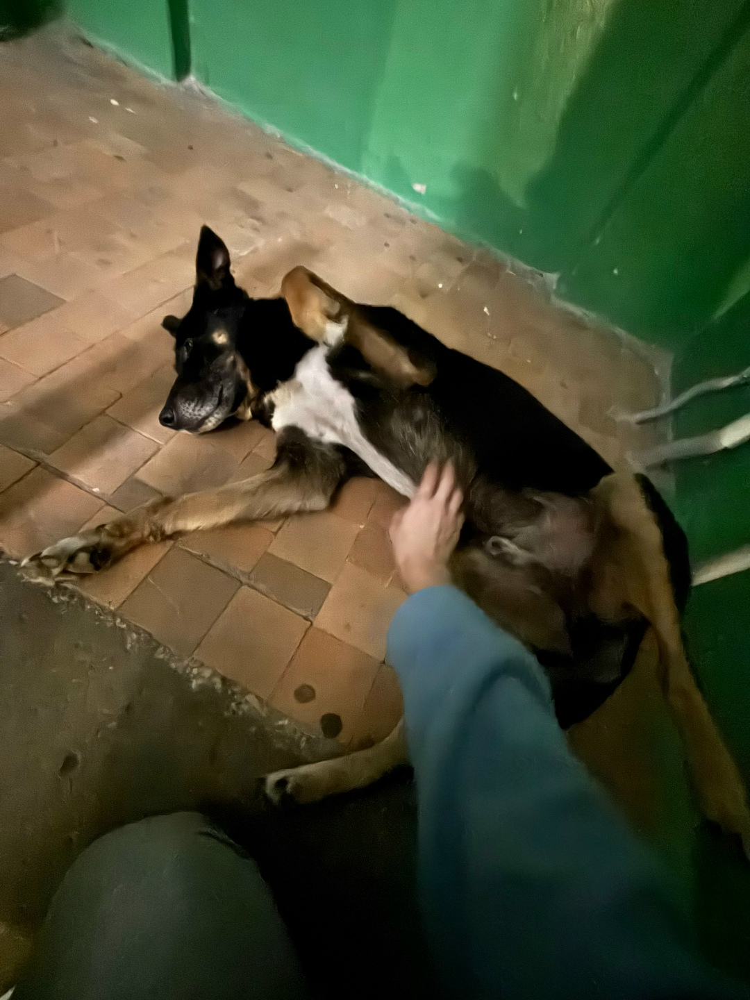 Найдена собака в Орле — фото объявления