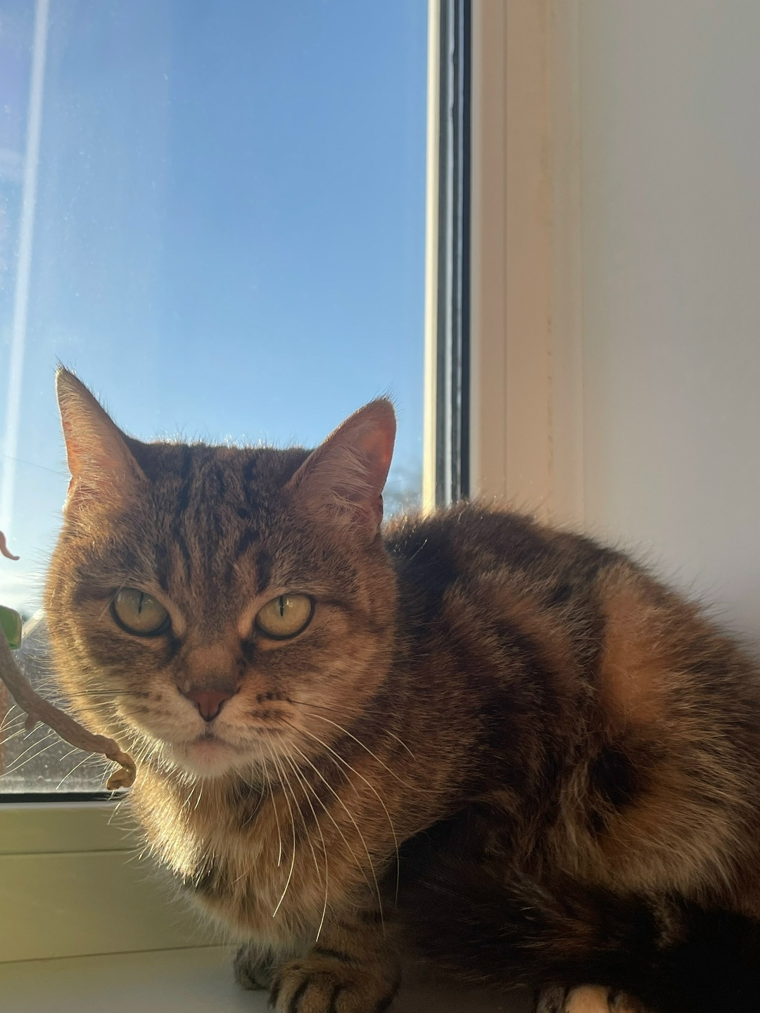 Пропала кошка в Орле — фото объявления