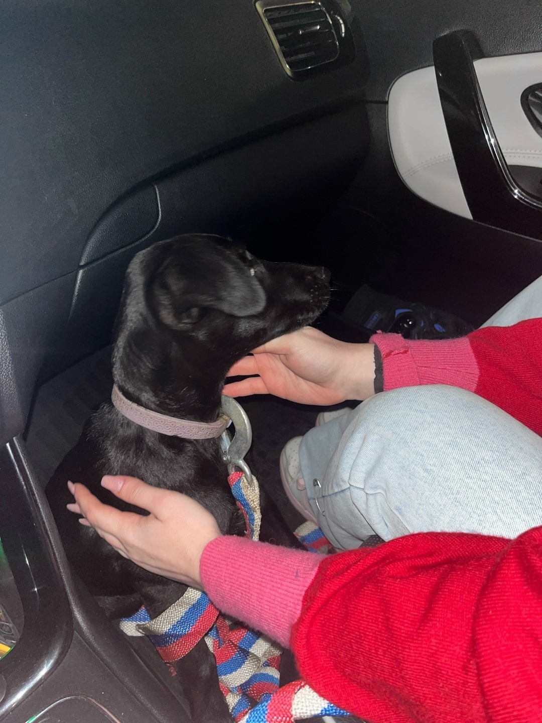 Пропала собака в Орле — фото объявления