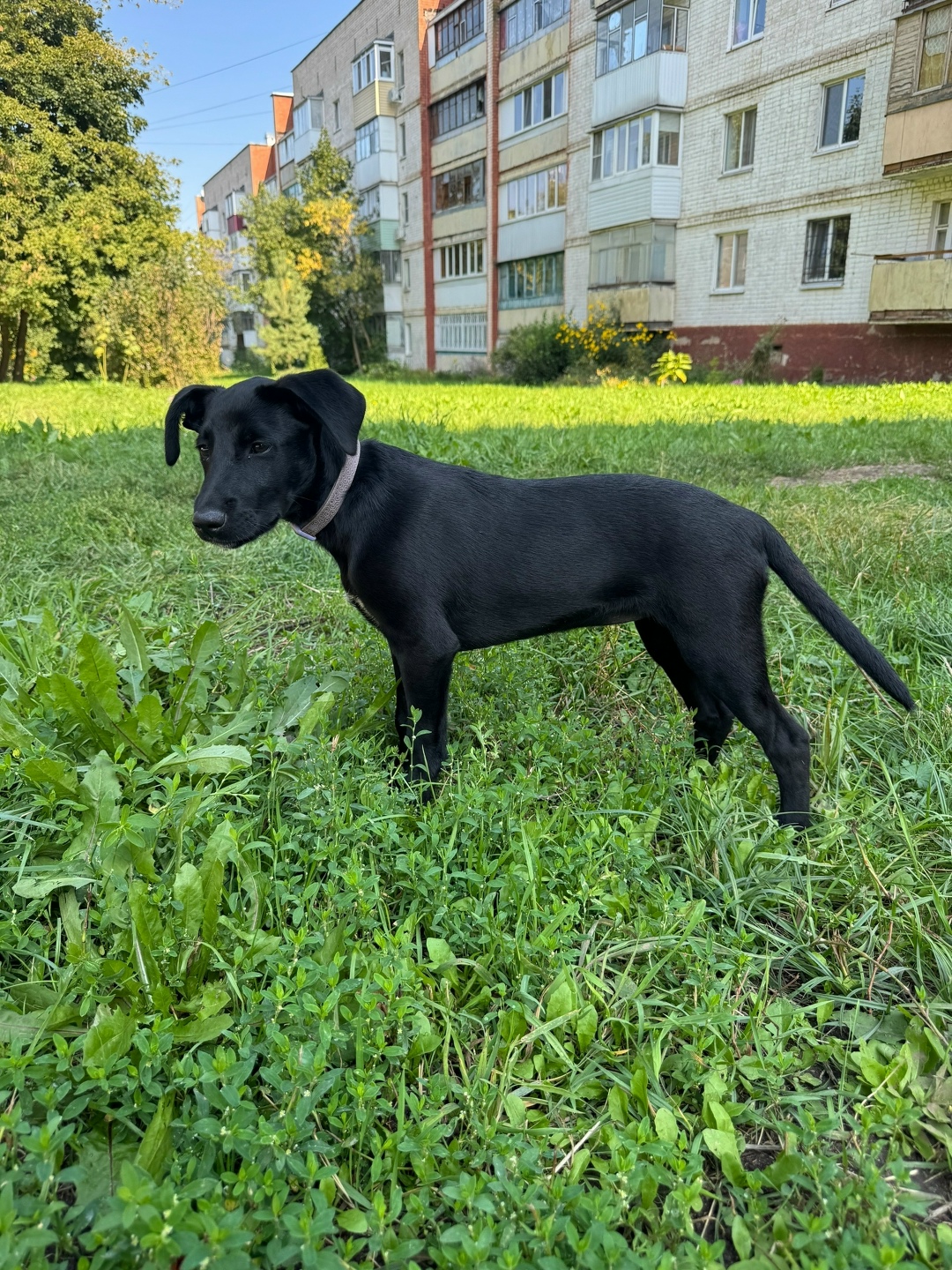 Найдена собака в Орле — фото объявления
