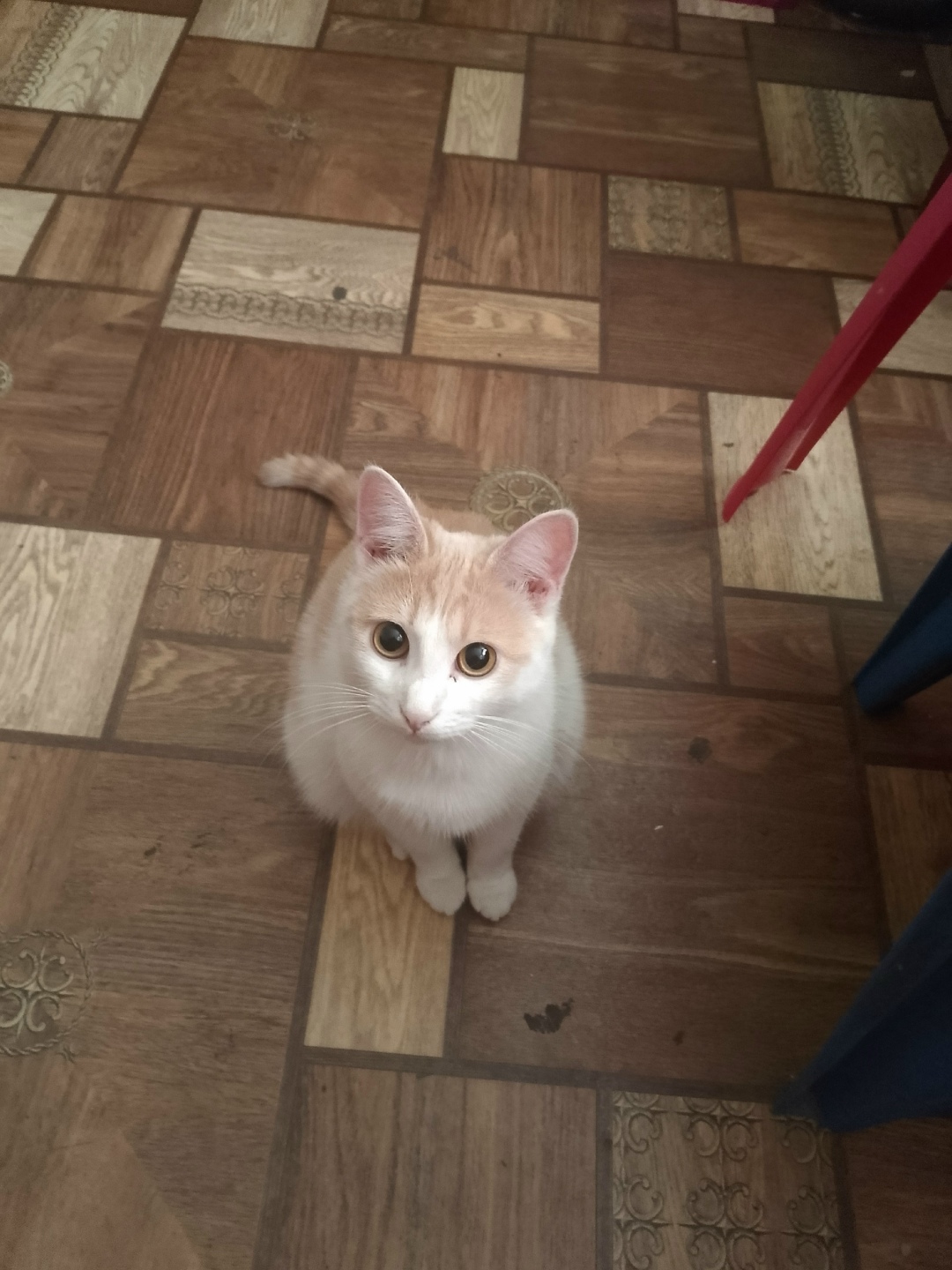 Пропала кошка в Орле — фото объявления