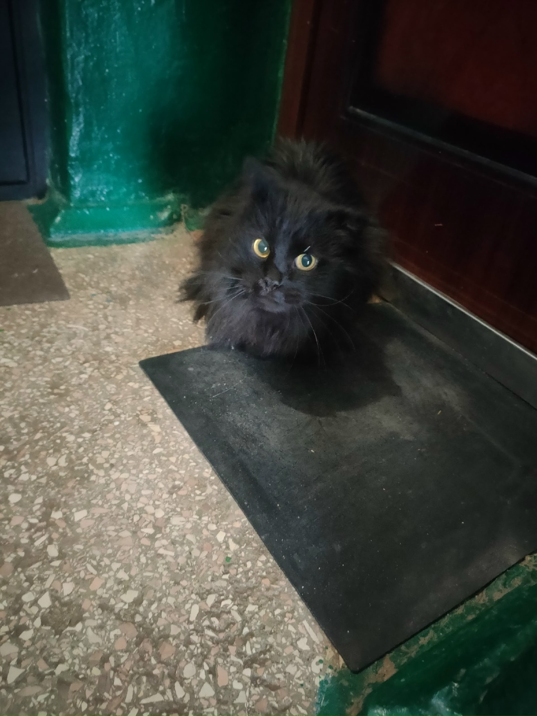 Найдена кошка в Орле — фото объявления