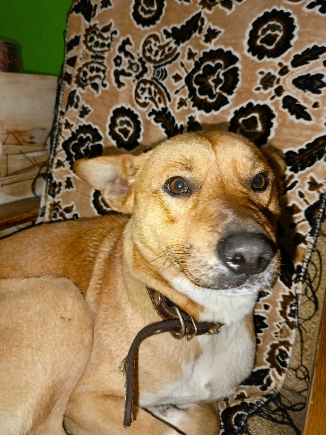 Найдена собака в Орле — фото объявления