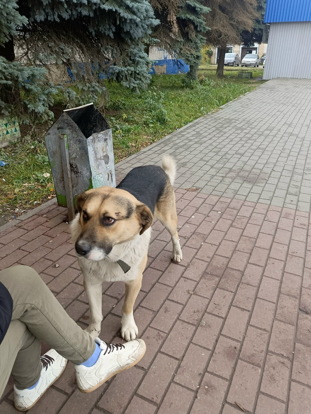 Пропала собака в Орле — фото объявления