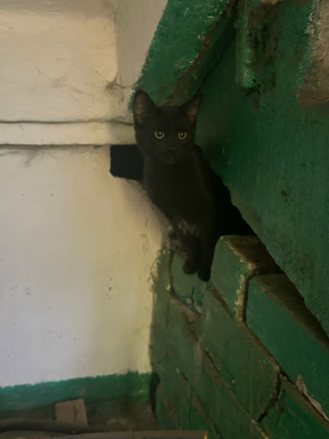 Пропала кошка в Орле — фото объявления