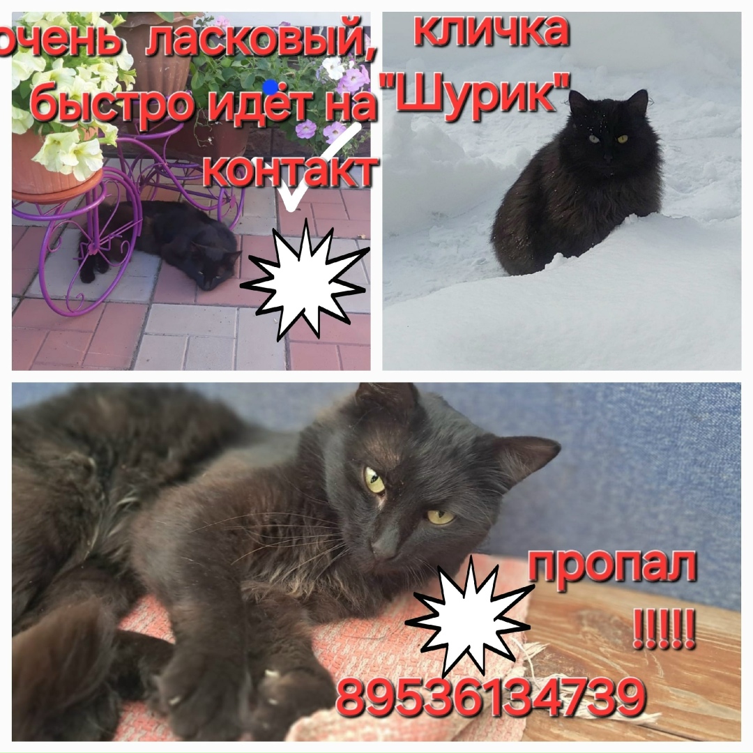 Пропала собака в Орле — фото объявления