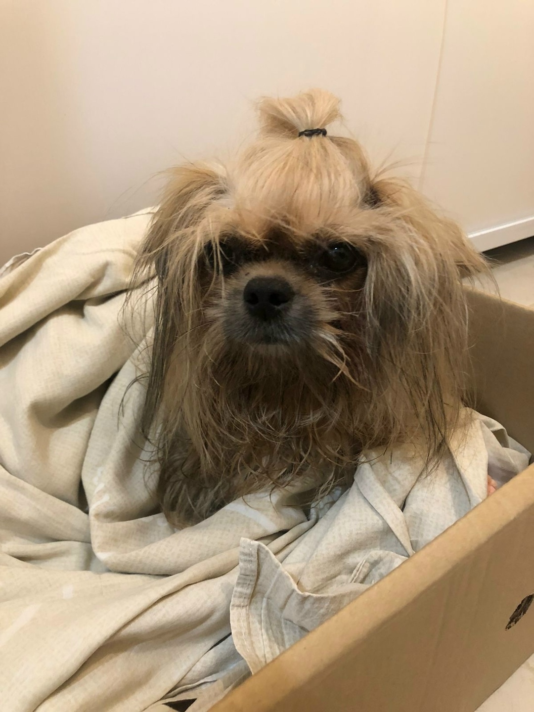 Найдена собака в Орле — фото объявления