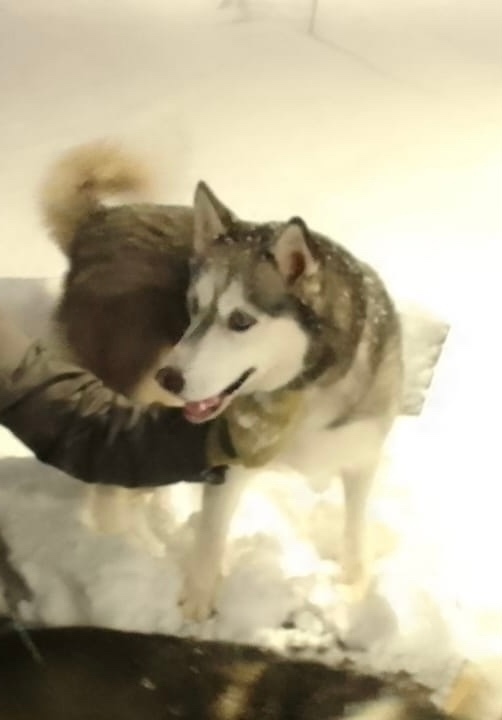 Пропала собака в Орле — фото объявления