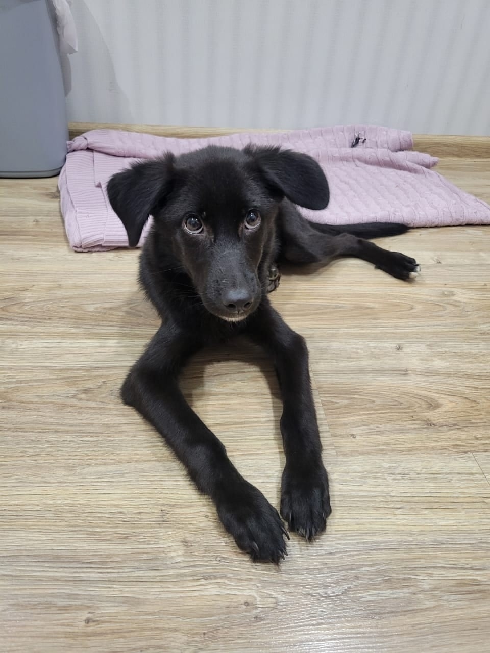 Найдена собака в Орле — фото объявления