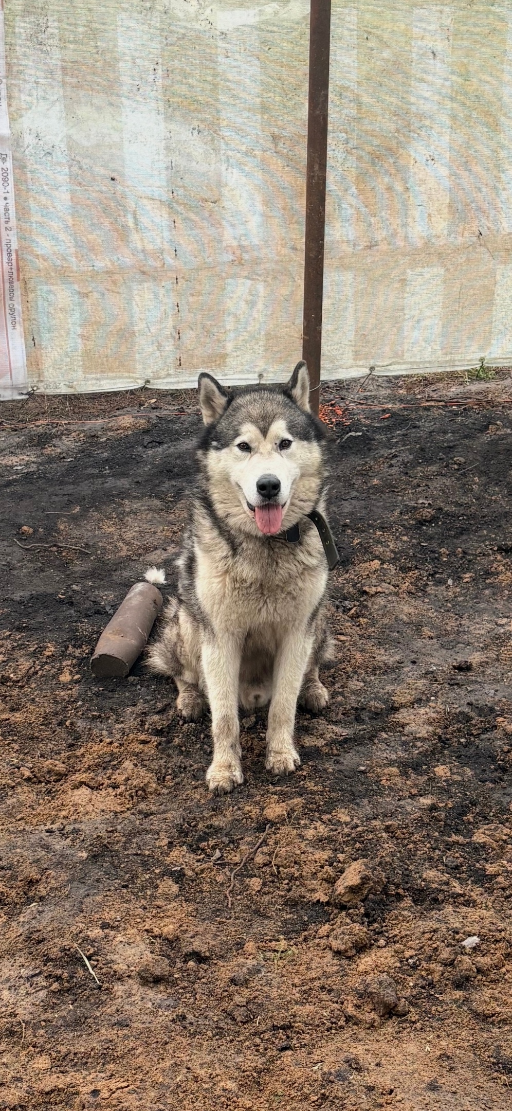 Пропала собака в Орле — фото объявления