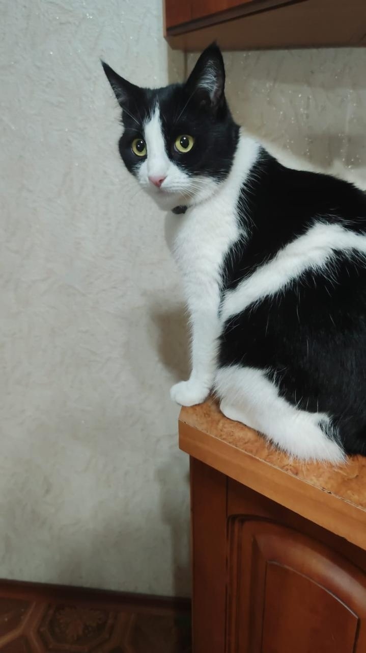 Пропала кошка в Орле — фото объявления