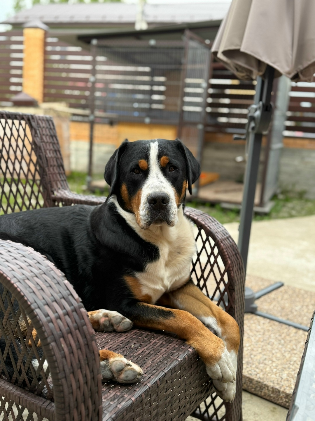 Пропала собака в Орле — фото объявления