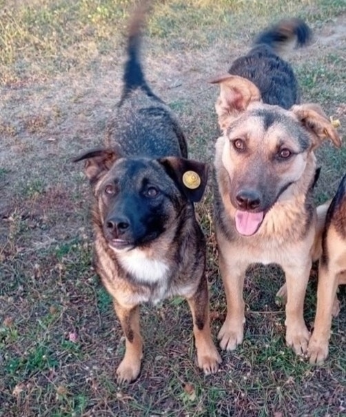 Пропала собака в Орле — фото объявления