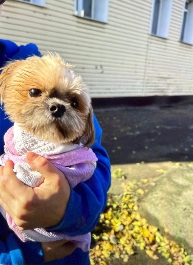 Найдена собака в Орле — фото объявления