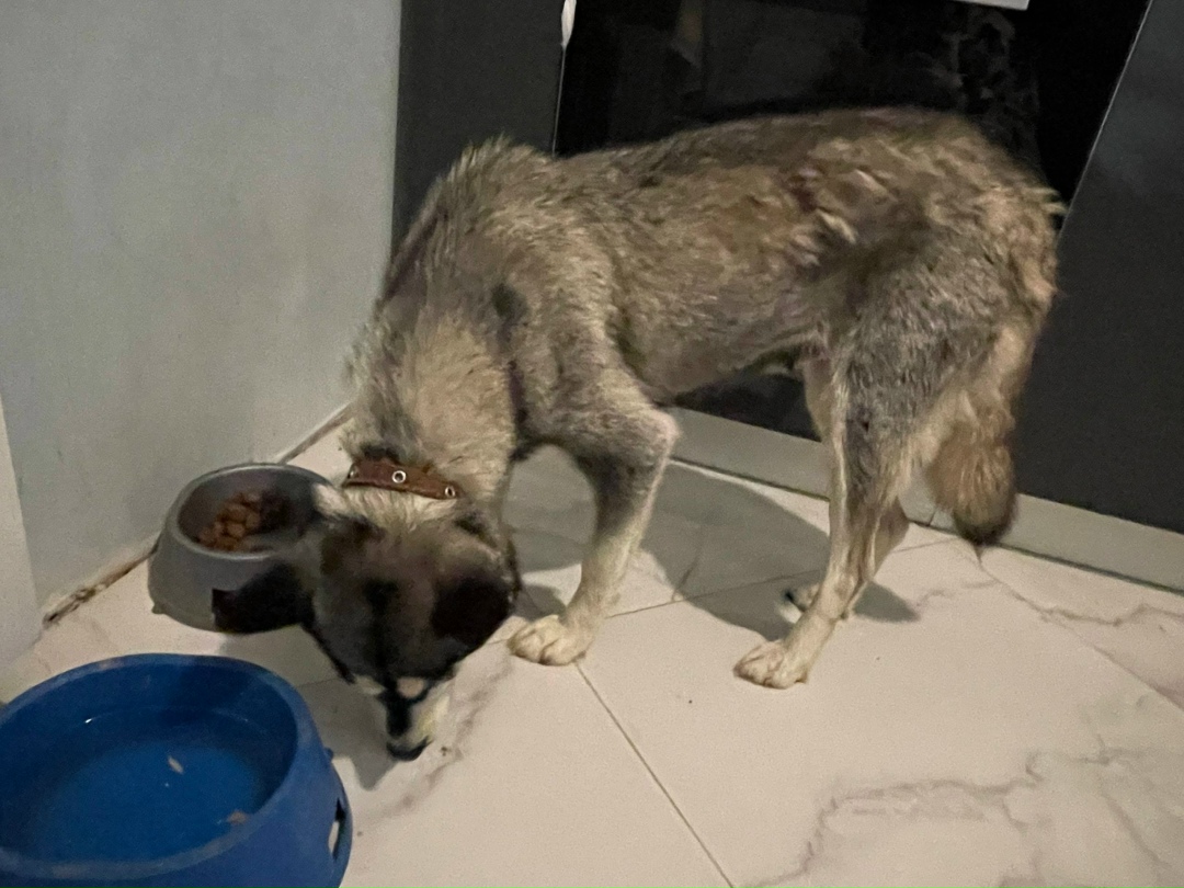 Найдена собака в Орле — фото объявления