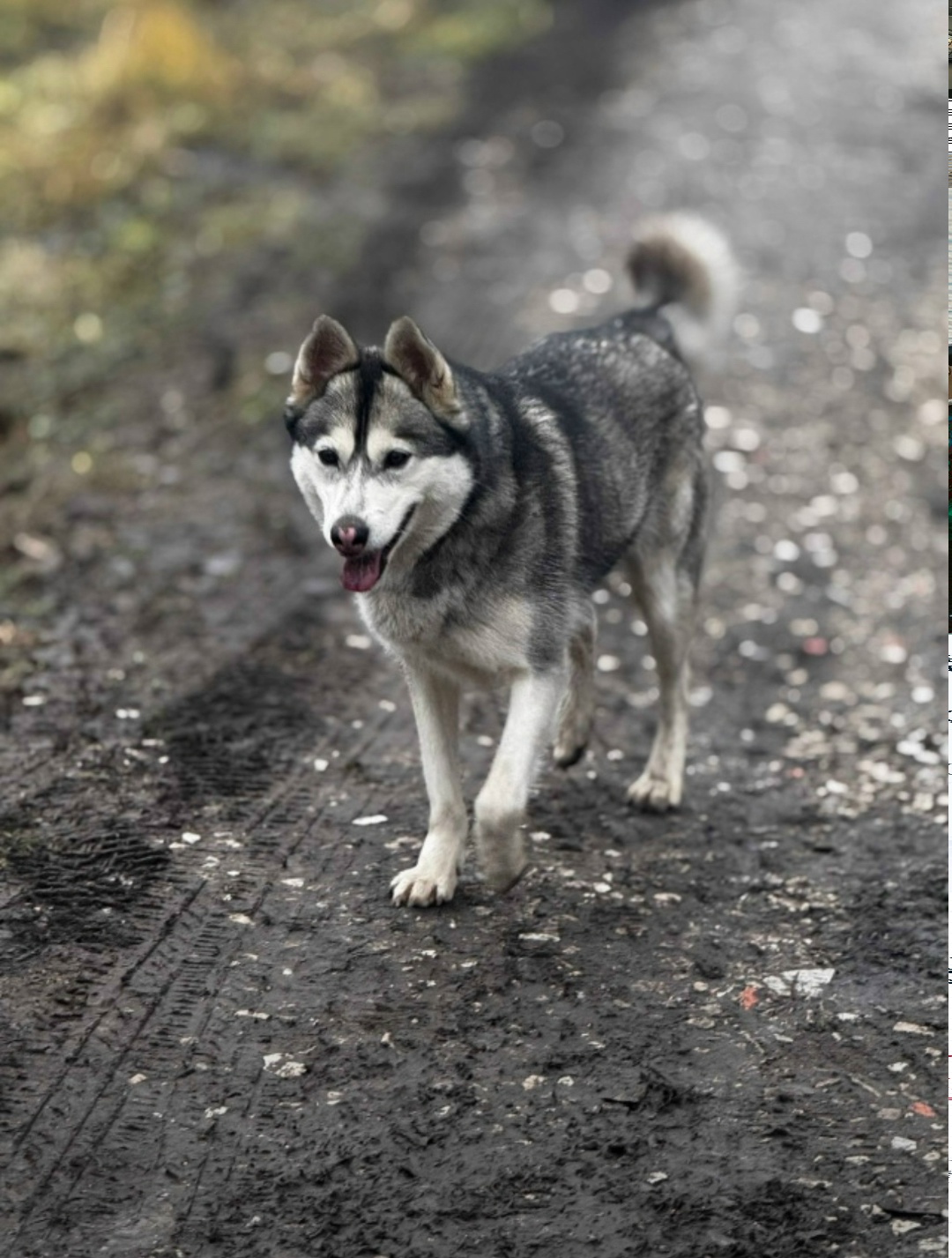 Найдена собака в Орле — фото объявления