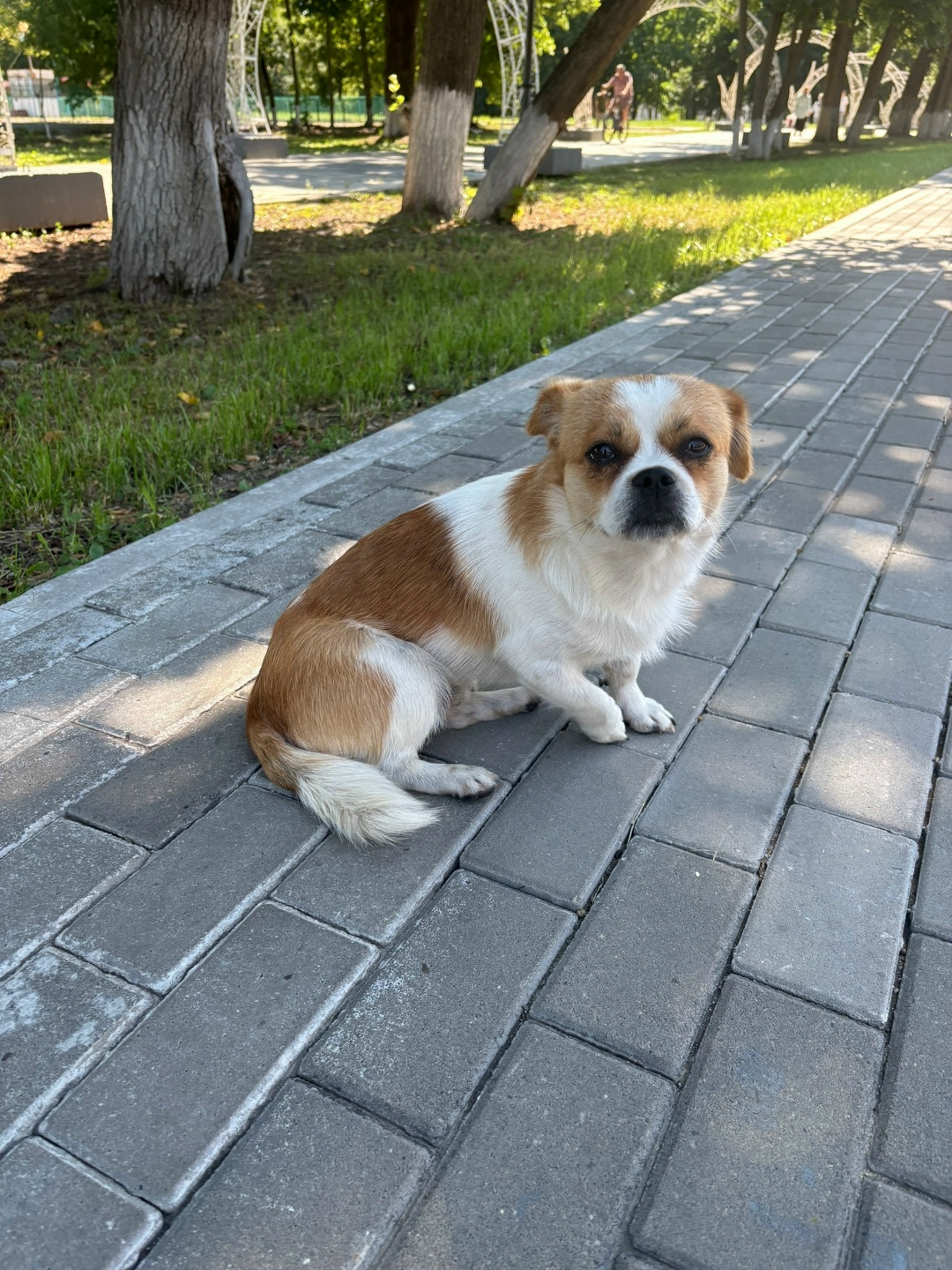 Найдена собака в Орле — фото объявления