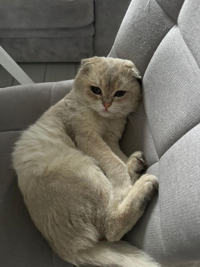 Найдена собака в Орле — фото объявления