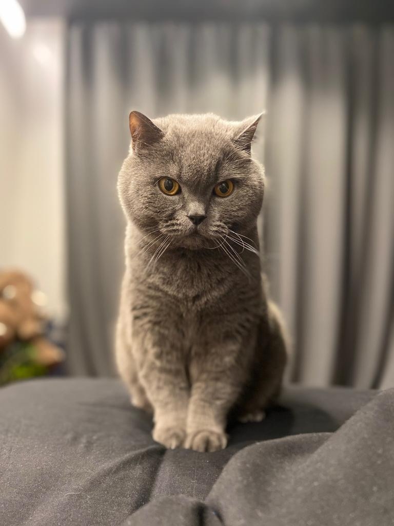 Пропала кошка в Орле — фото объявления