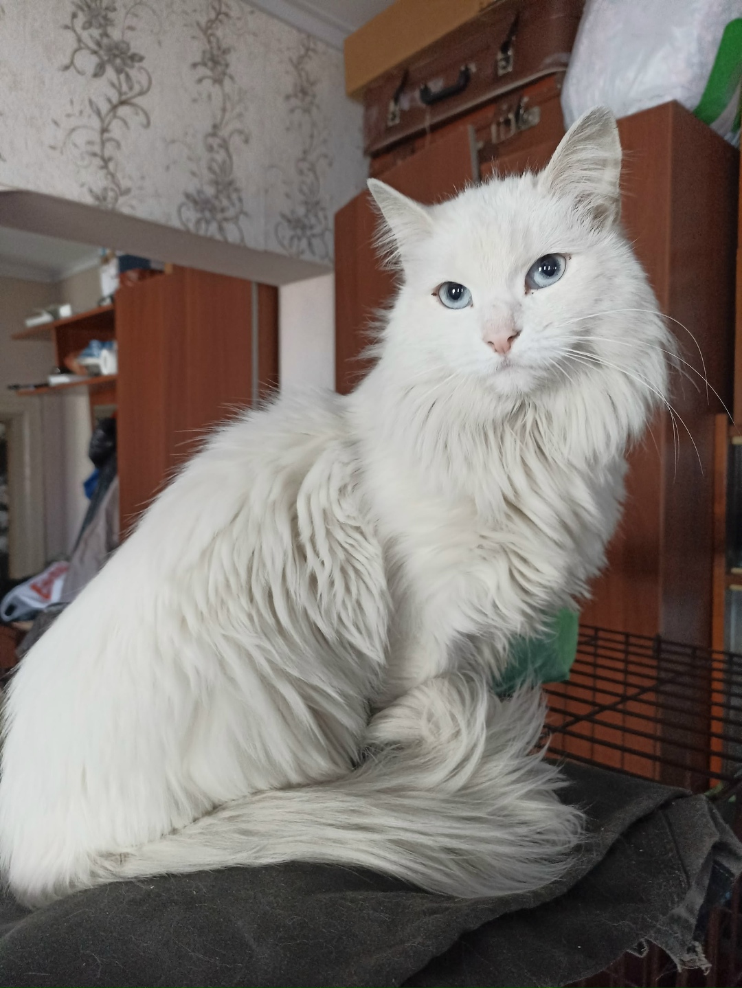 Найдена собака в Архангельске — фото объявления