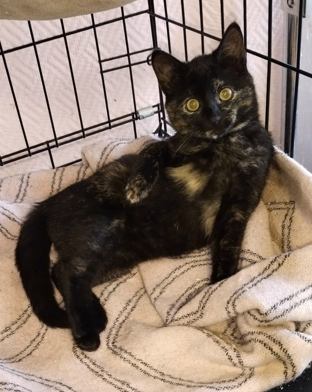 Найдена собака в Архангельске — фото объявления