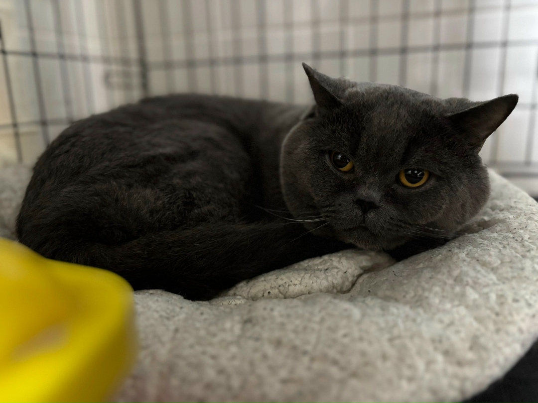 Найдена собака в Архангельске — фото объявления