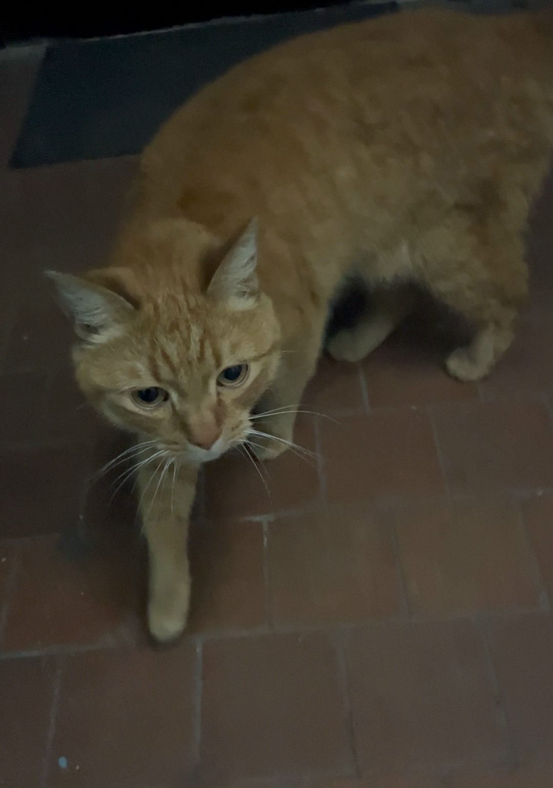 Найдена собака в Архангельске — фото объявления