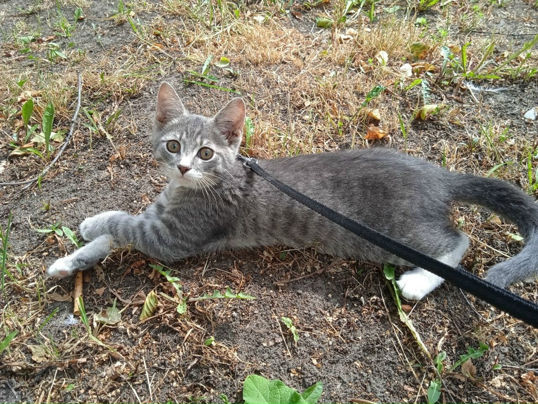 Найдена собака в Архангельске — фото объявления