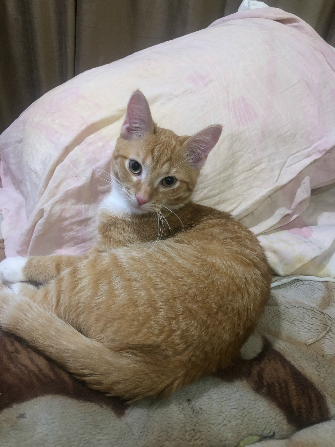 Найдена собака в Архангельске — фото объявления