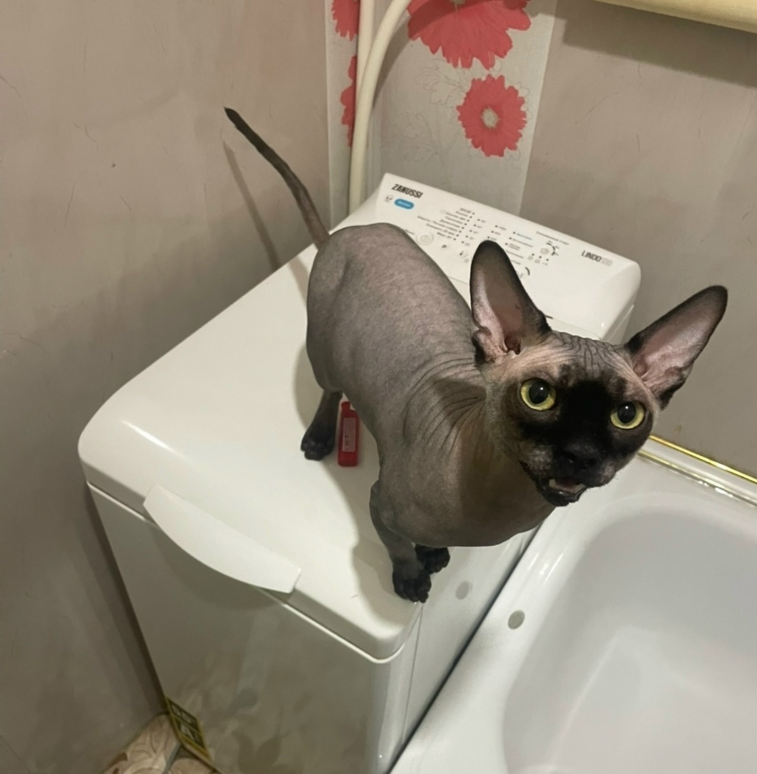 Найдена собака в Архангельске — фото объявления