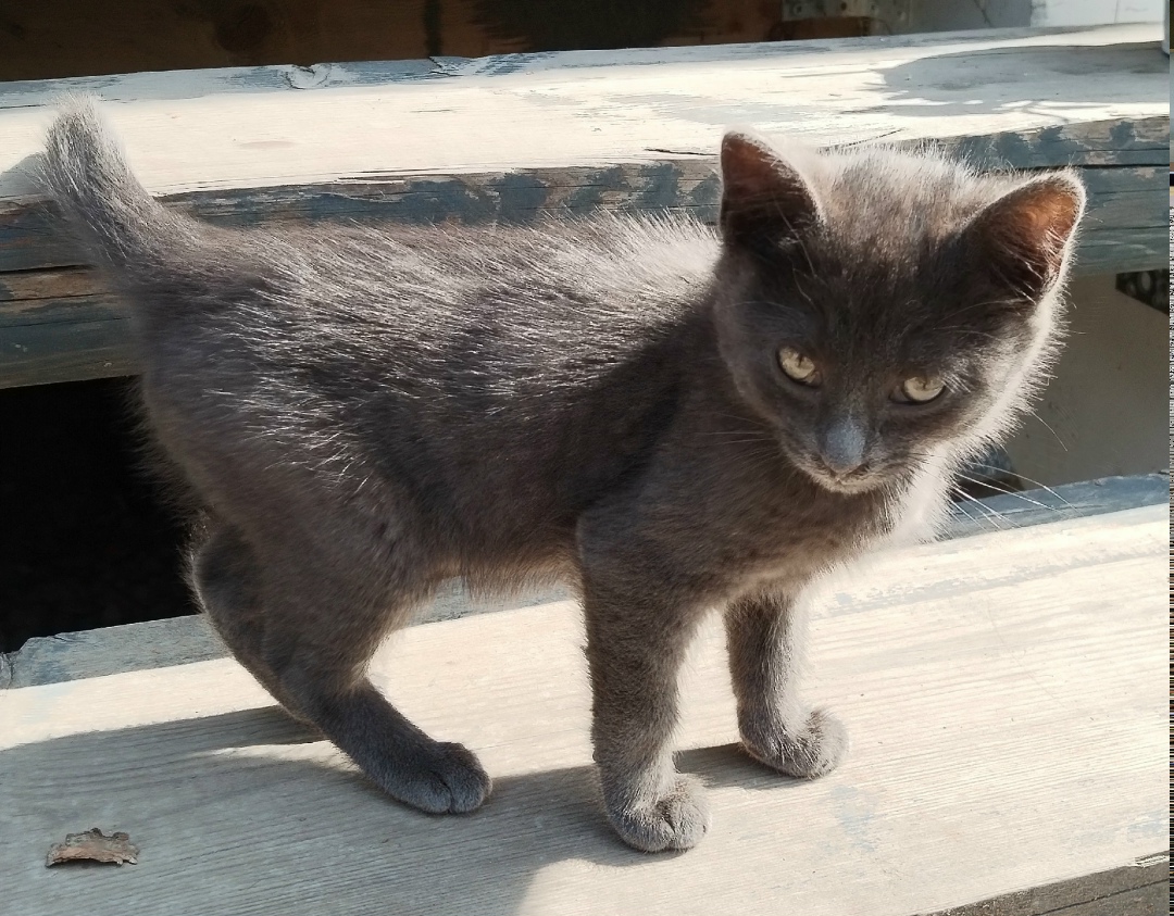 Найдена собака в Архангельске — фото объявления