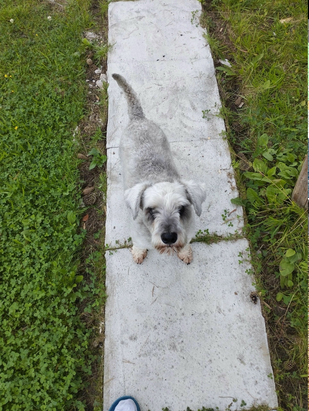 Найдена собака в Архангельске — фото объявления