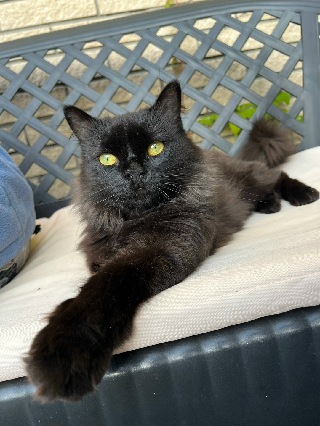 Найдена собака в Архангельске — фото объявления